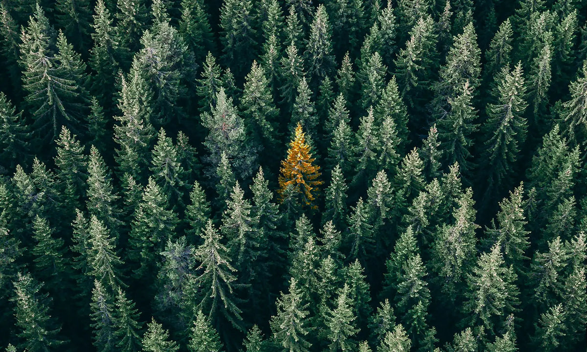 Luftbildaufnahme Wald